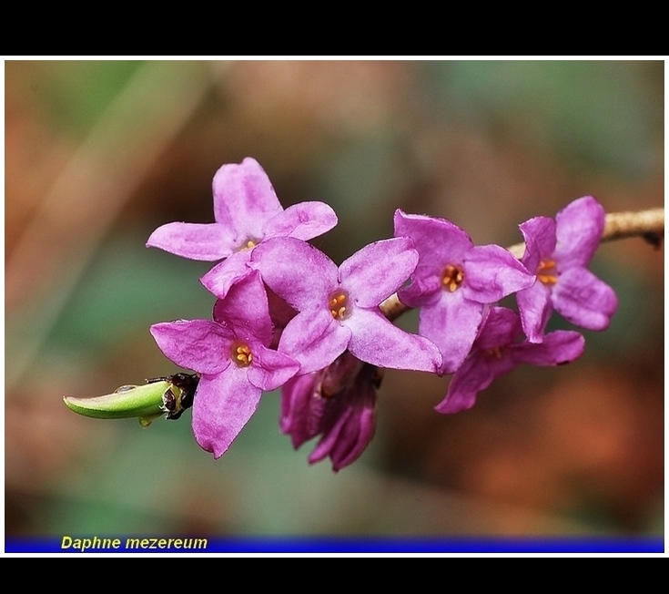 daphne mezereum