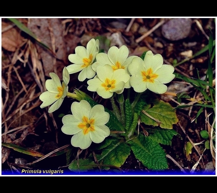 primula vulgaris