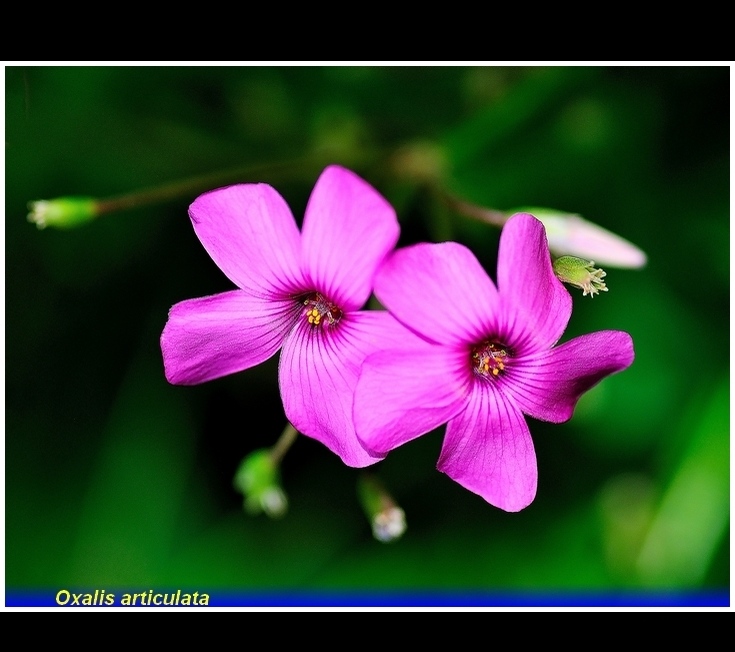 oxalis articulata