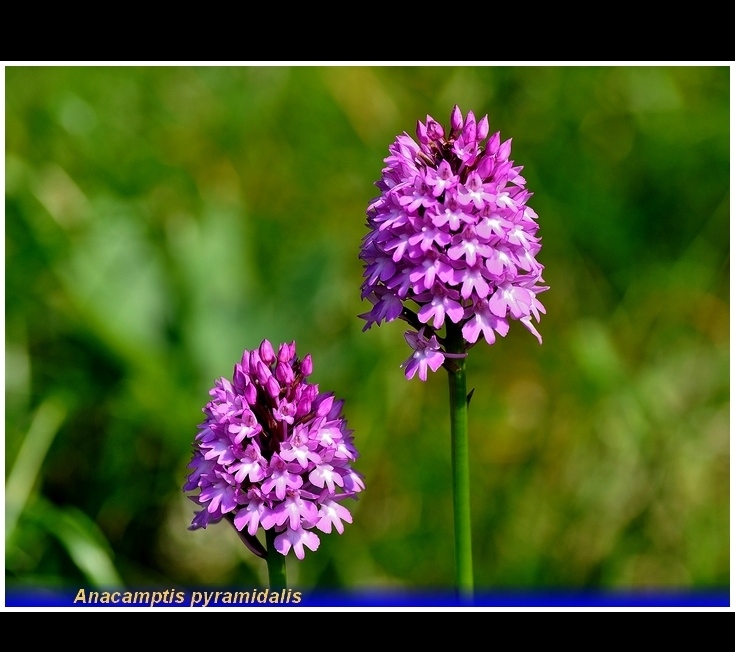 anacamptis pyramidalis