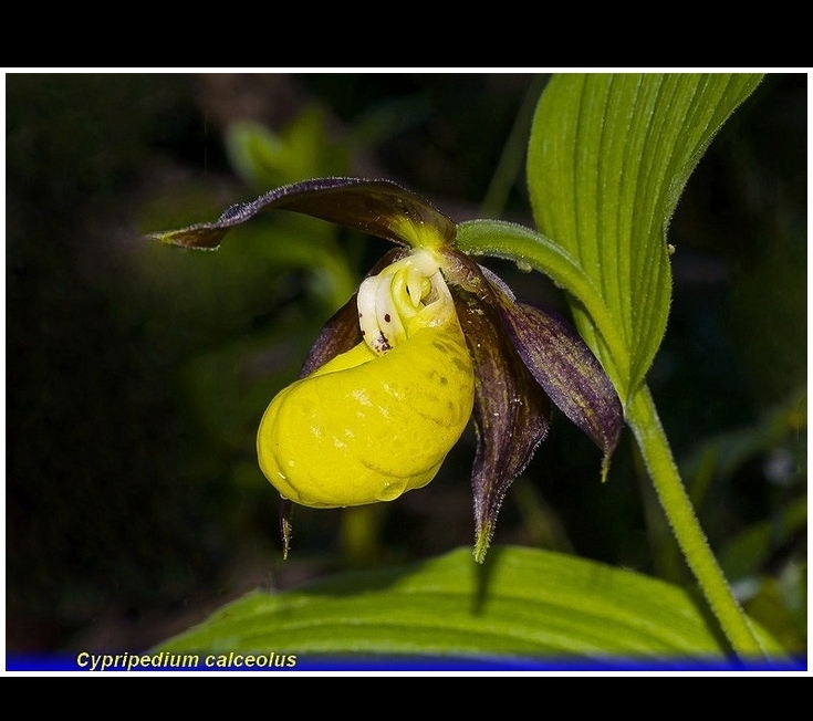 cypripedium calceolus