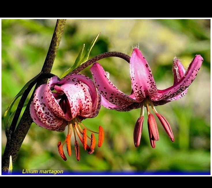 lilium martagon