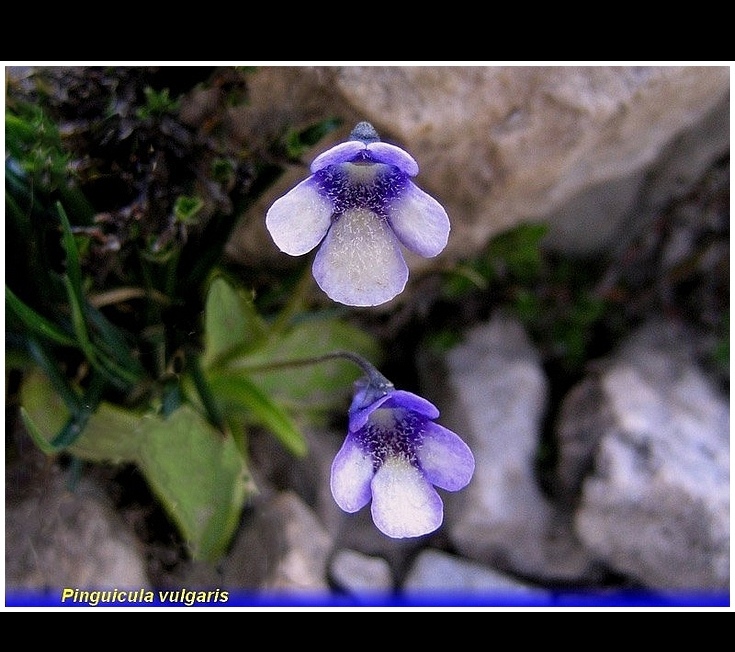 pinguicola vulgaris