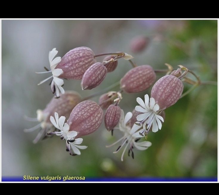 silene vulgaris glaerosa