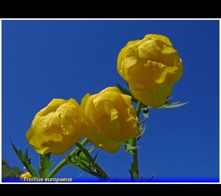 trollius europaeus