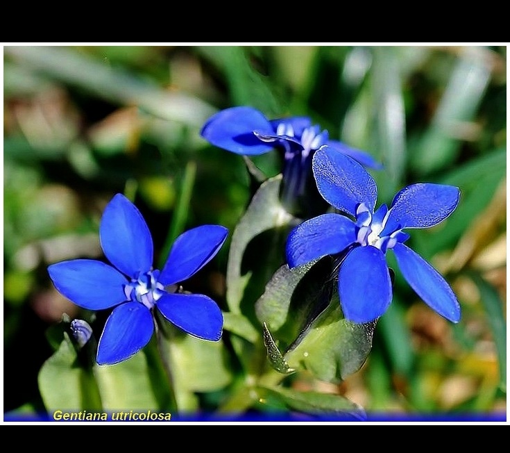 gentiana utricolosa