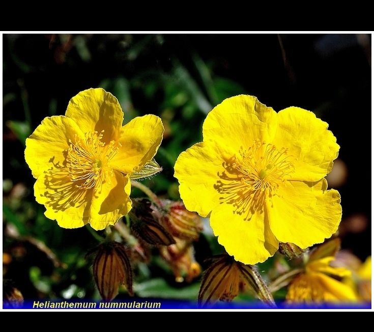 helianthemum nummularium