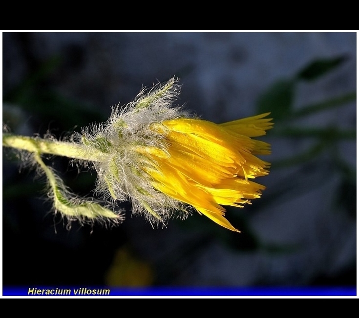 hieracium villosum