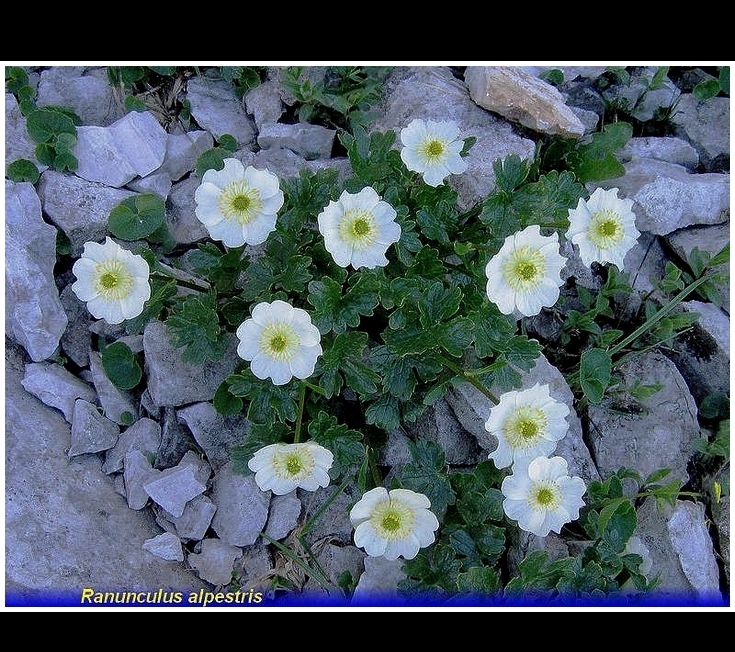 ranunculus alpestris