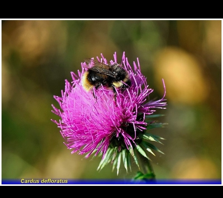 cardus defloratus