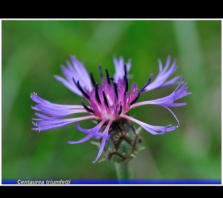 centaurea triumfettti