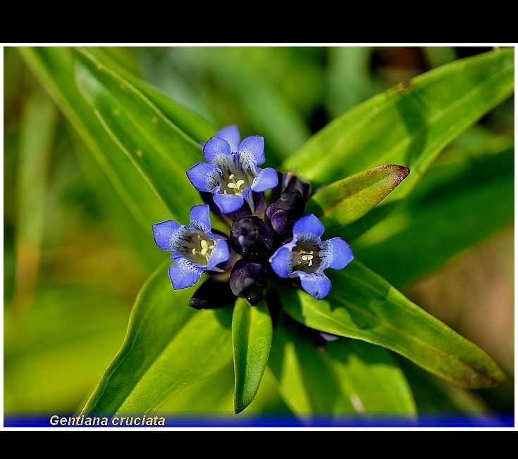 gentiana cruciata