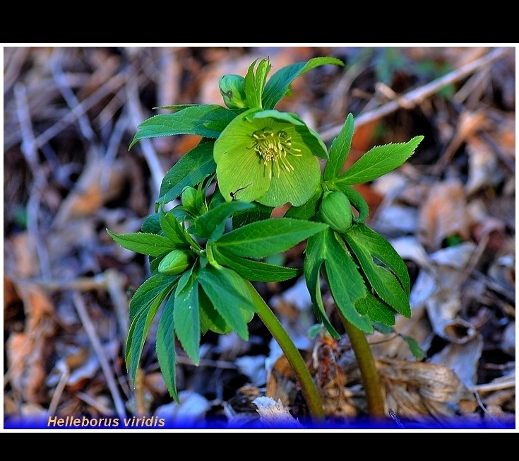 helleborus viridis