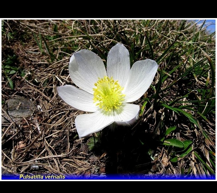 pulsatilla vernalis