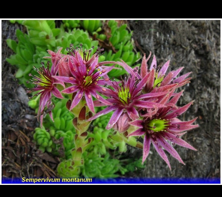 sempervivium montanum