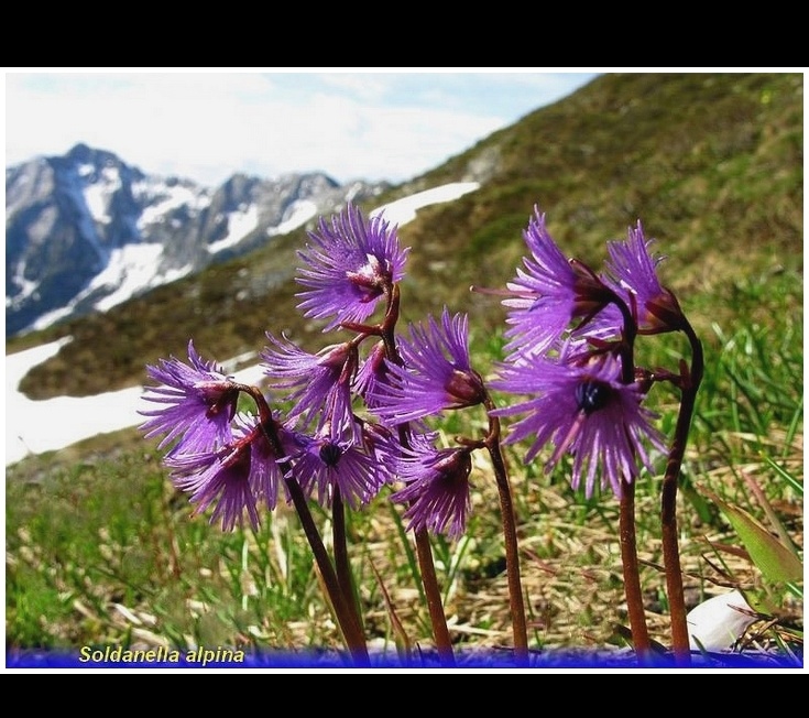 soldanella alpina