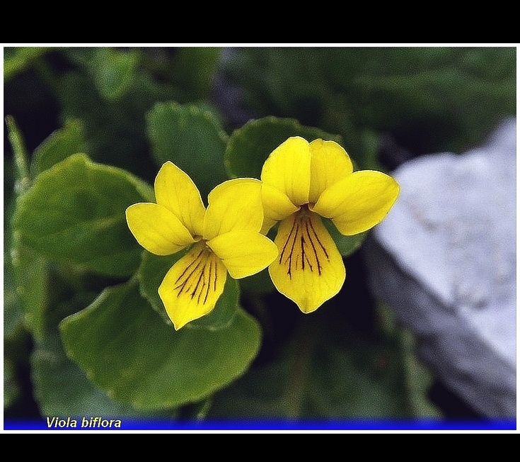 viola biflora