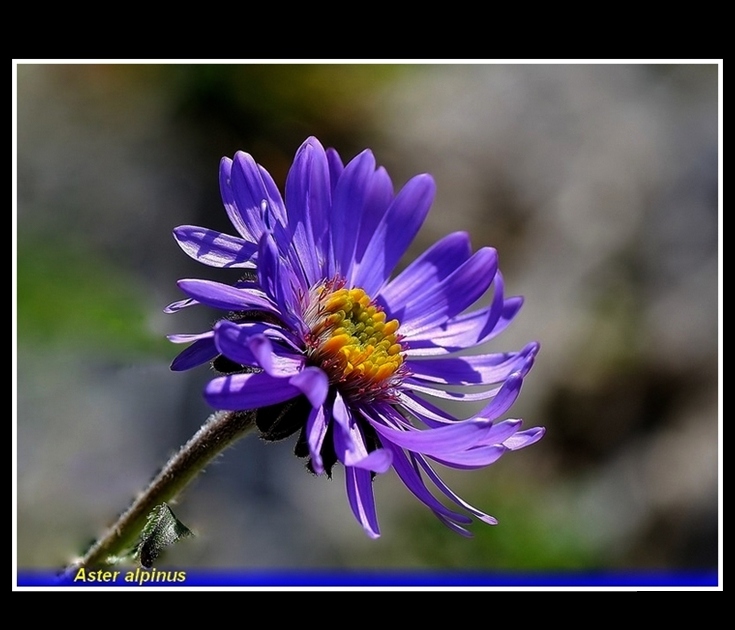 aster alpinus