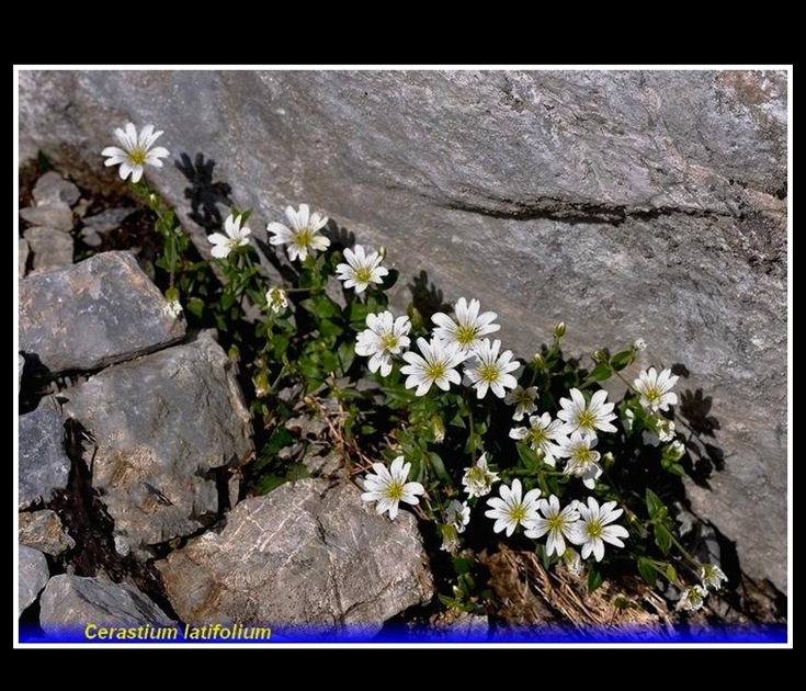 cerastium latifolium