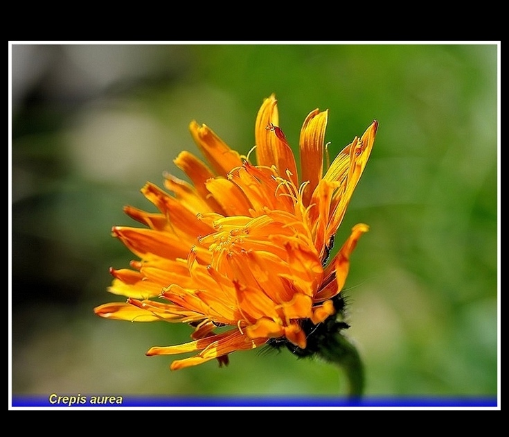 crepis aurea