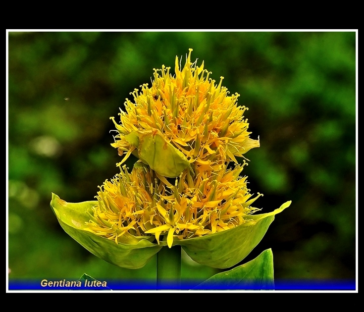 gentiana lutea 