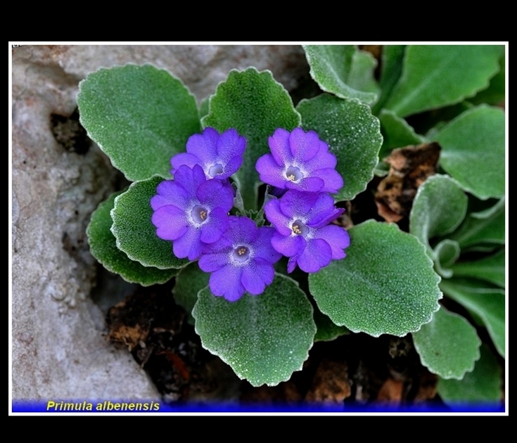 primula albenensis