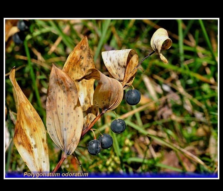 pliygonatum odoratum