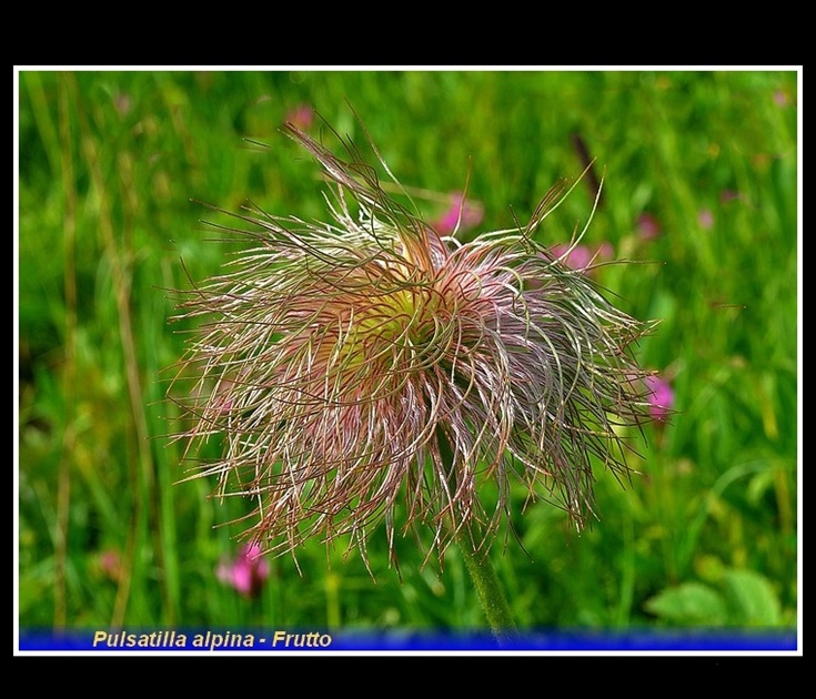 pulsatilla alpina