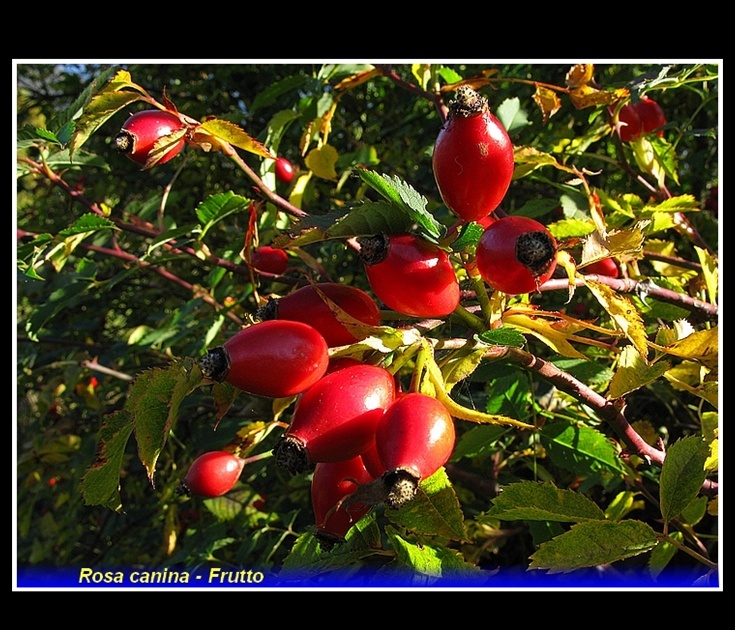 rosa canina - frutto