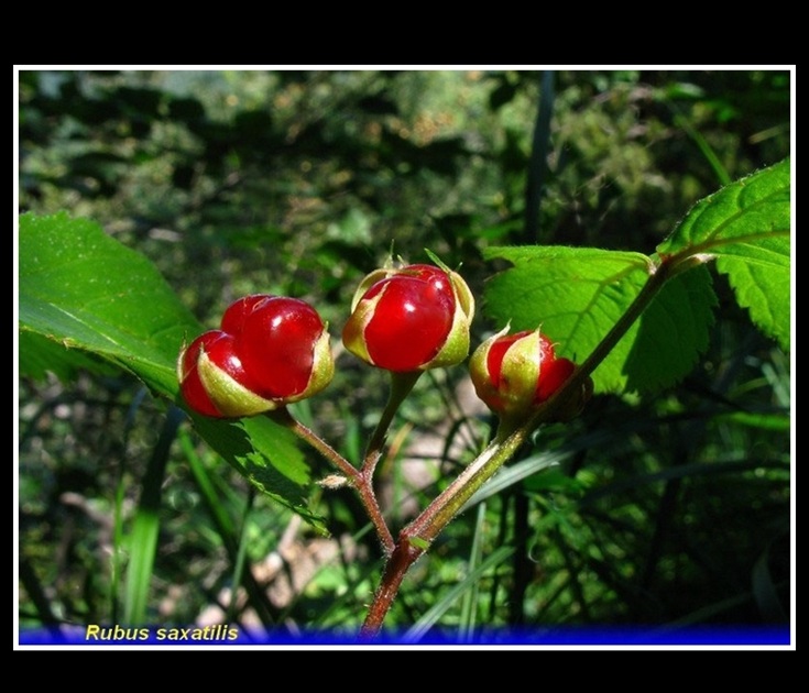 rubus saxatilis