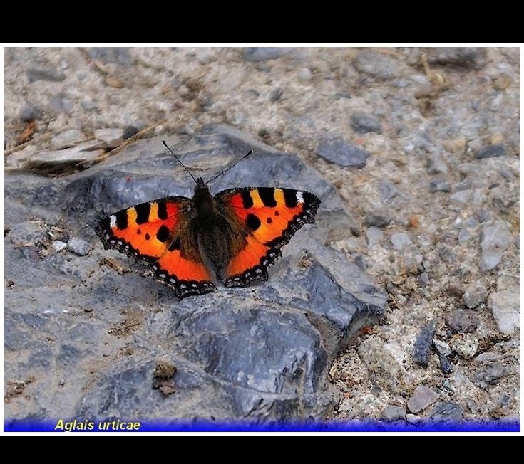 aglais-urticae