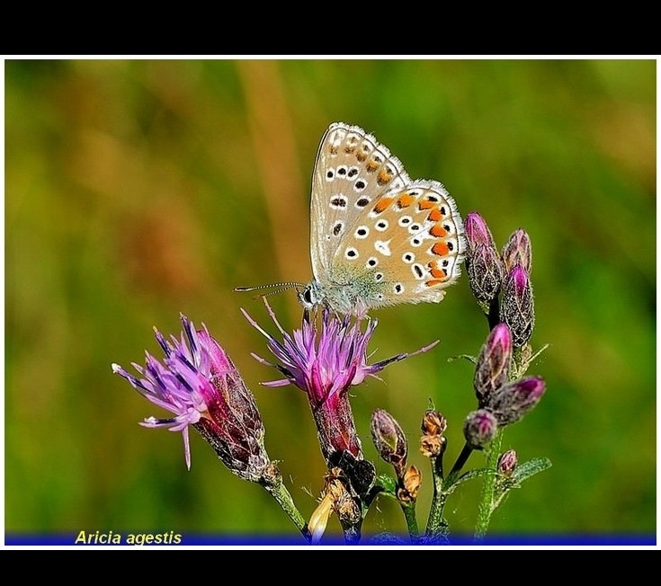 arginnis-papia-maschio..