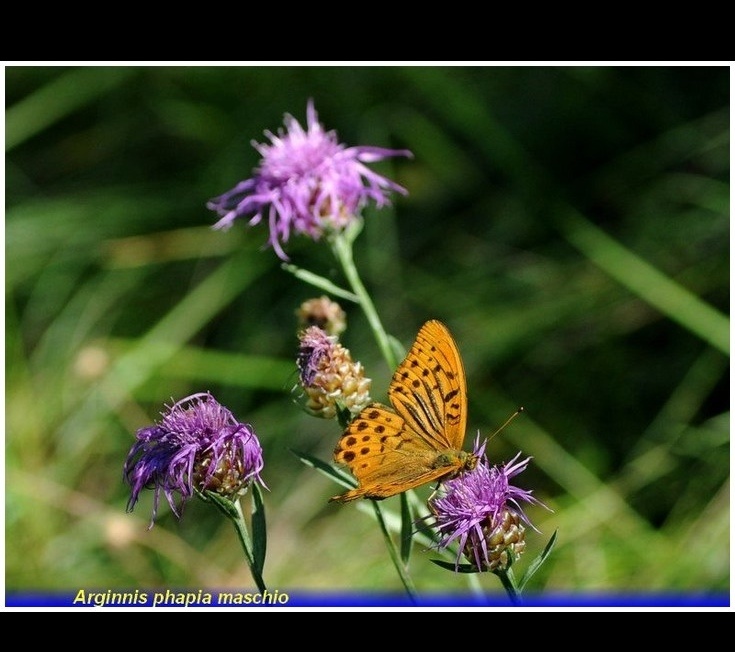 arginnis-papia-maschio. 