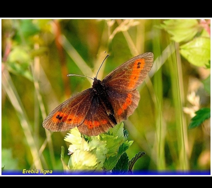 erebia-ligea