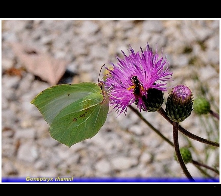 gonepteryx rhamni.