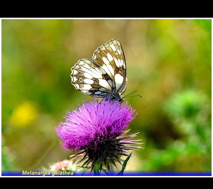 melanargia galathea .