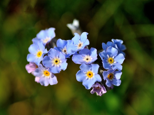 Scheda-fiori-azzurro-blù-cinque-petali